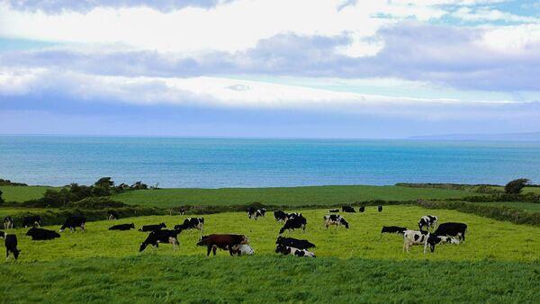Funding for project looking at potential for a new organic dairy co-op in Ireland